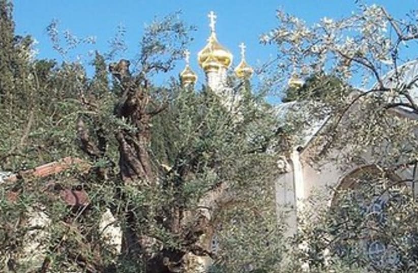 Garden of Gethsemane 370 (photo credit: Wikimedia Commons)