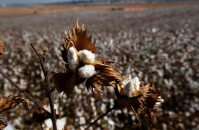 Cotton harvest in the South 370 (photo credit: Ronen Zvulun / Reuters)