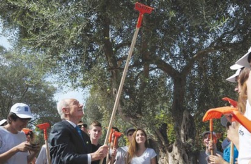 President Shion Peres inaugurates olive season 390 (photo credit: Koby Gidon/GPO)