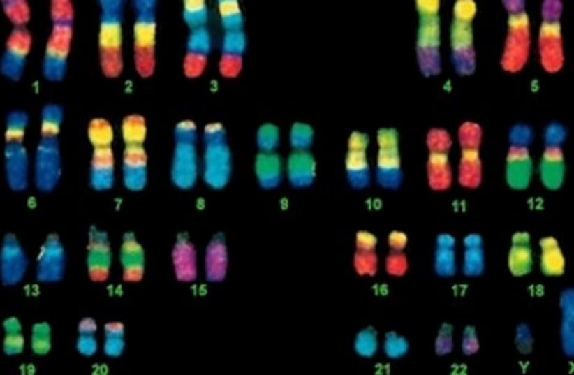 Chromosomes (photo credit: Memorial University of Newfoundland)