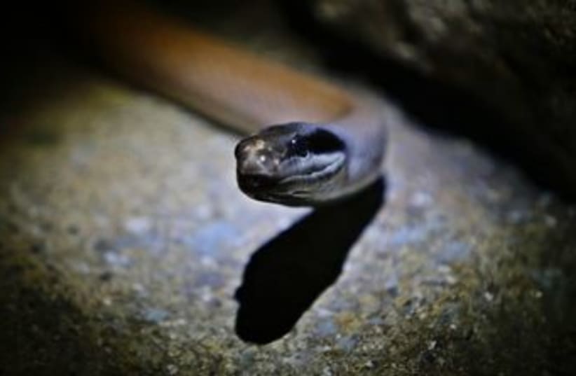 A snake 370 (R) (photo credit: Tim Chong / Reuters)
