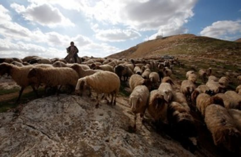 Sheep in E1 outside of Jerusalem 370 (photo credit: REUTERS/Baz Ratner)
