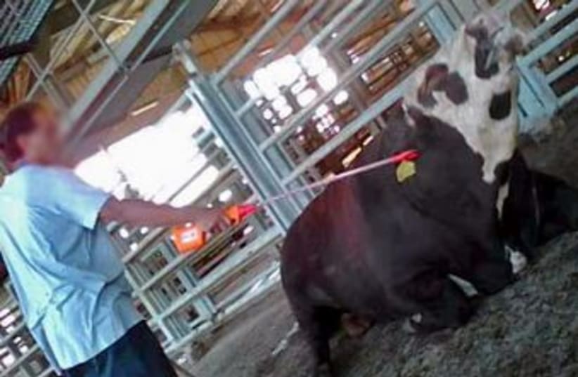 Cattle prod animal abuse cow pain scream 370 (photo credit: Courtesy of 'Tnuva Cruelty')