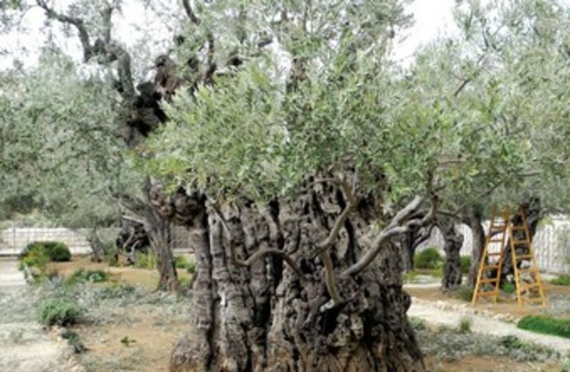 Olive trees in Gethsemane 370 (photo credit: Melanie Lidman)