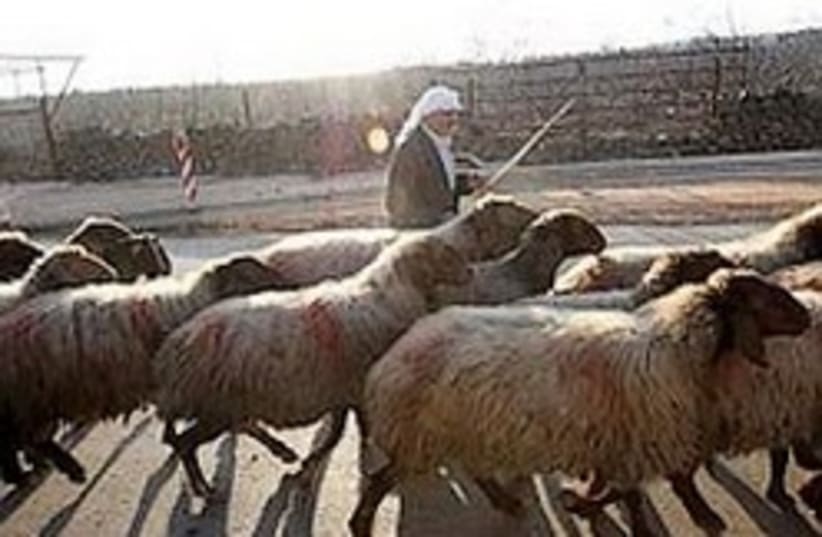 Druse shepherd 248.88 (photo credit: Ariel Jerozolimski)