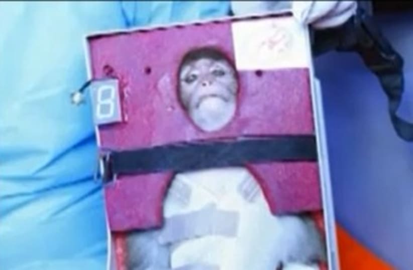 Iran's space monkey (photo credit: YouTube Screenshot)