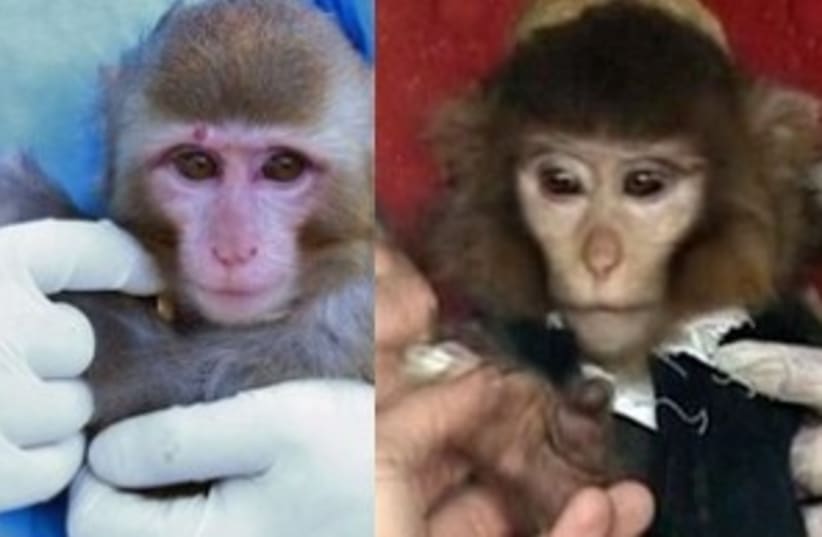 Before (left) and after (right) photos of Iranian monkey 370 (photo credit: Screenshot)