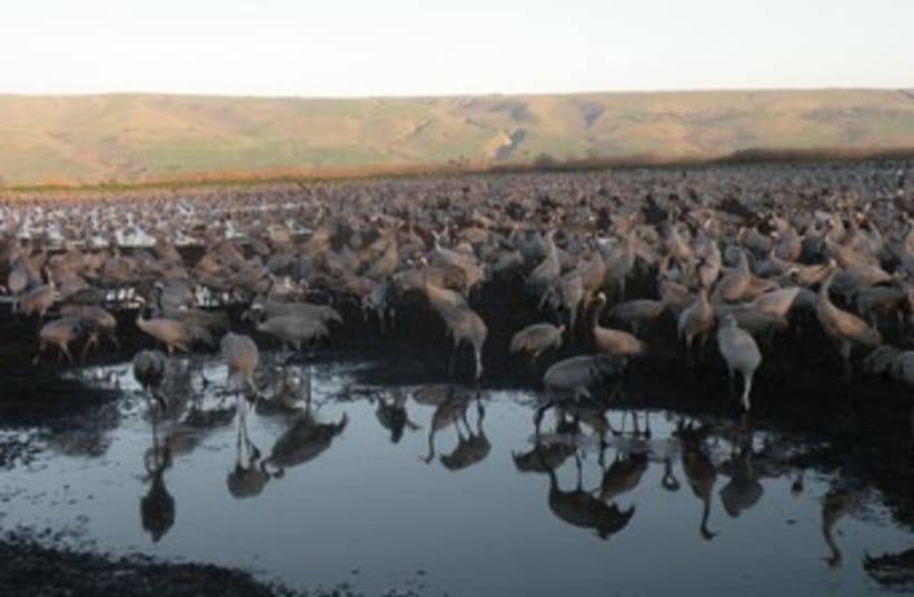 35,000 cranes at Agamon Lake in Hula valley 370 (photo credit: Sharon Udasin)