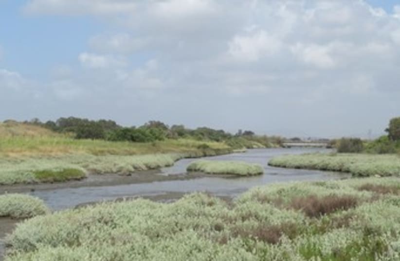 Salt marshes at the Kishon River banks 370 (photo credit: Amit Mendelssohn)
