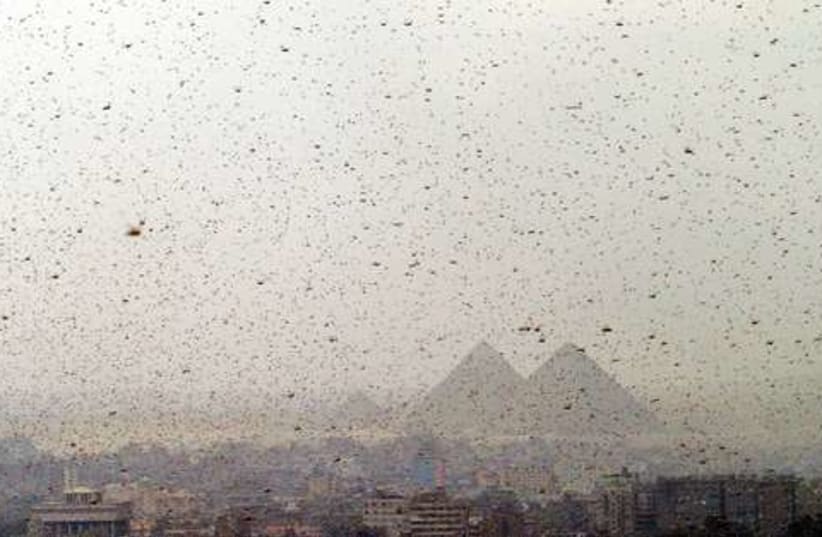egypt locusts521 (photo credit: Aladin Abdel Naby/Reuters)