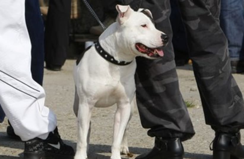 American Staffordshire Terrier (photo credit:  REUTERS/Phil Noble )