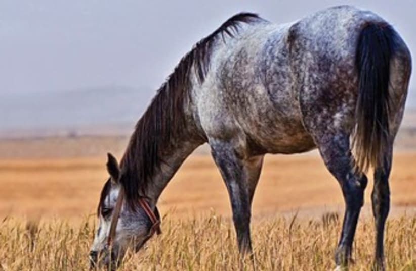 Horse grazing 370 (photo credit: Israel Weiss (weisssi@bezeqint.net) http://artfram)