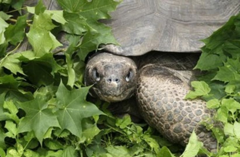 Turtle (its actually a tortoise) good generic 370 (photo credit: REUTERS/Ints Kalnins )