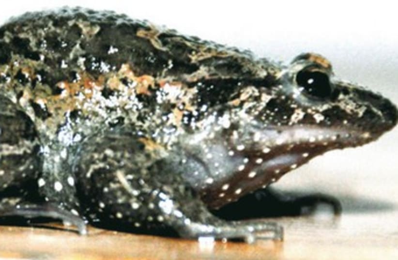Frog 370 (photo credit: Hebrew University)