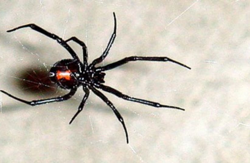 black widow spider 370 (photo credit: Wikimedia Commons)