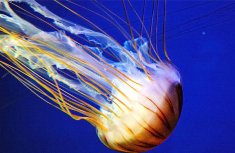 The jellyfish is now called ‘hutinit’ (photo credit: INGIMAGE/ASAP)