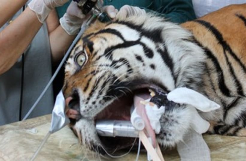 Tiger being treated Ramat Gan370 (photo credit: Yogev Montekyo)