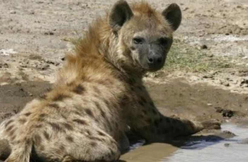 Hyena370 (photo credit: Reuters)