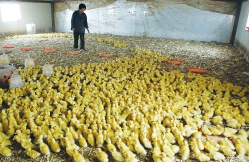 Foie gras birds chicks 521 (photo credit: David Gray/Reuters)