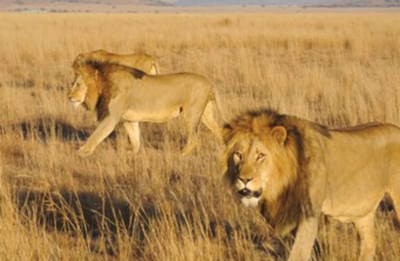 Lions roam in the Nambiti Private Game Reserve 370 (photo credit: Seth J. Frantzman)