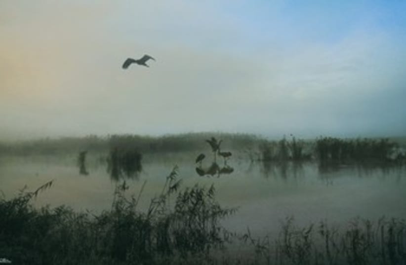 Birds flying over gray marsh 370 (photo credit: Israel Weiss (weisssi@bezeqint.net) http://artfram)