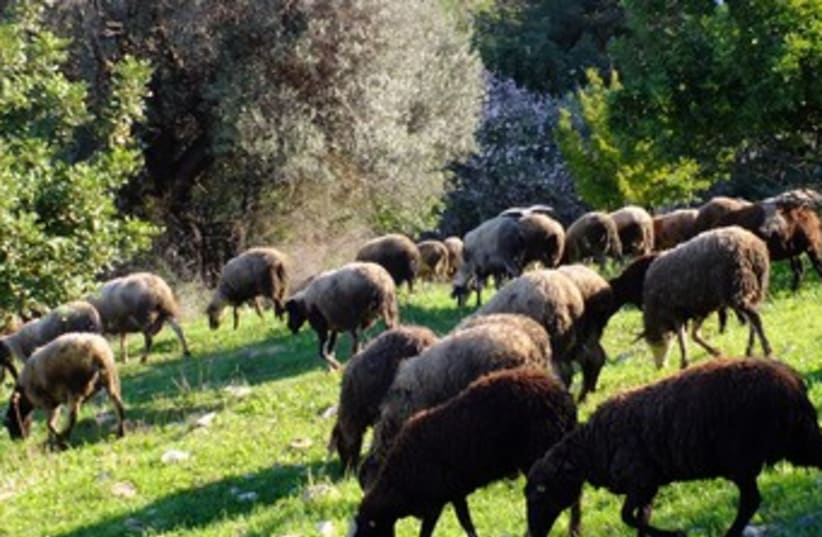 sheep grazing (photo credit: Amit Bar-Yosef)