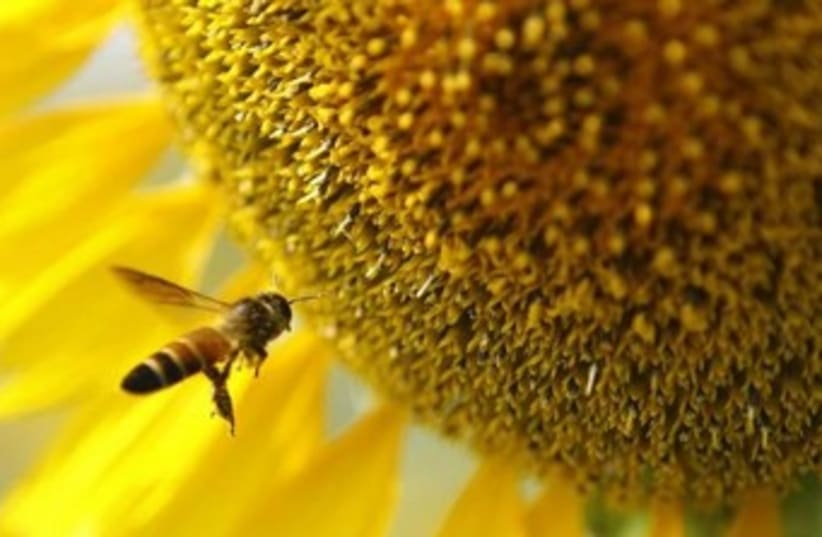 allergies pollen 370 (photo credit: reuters)