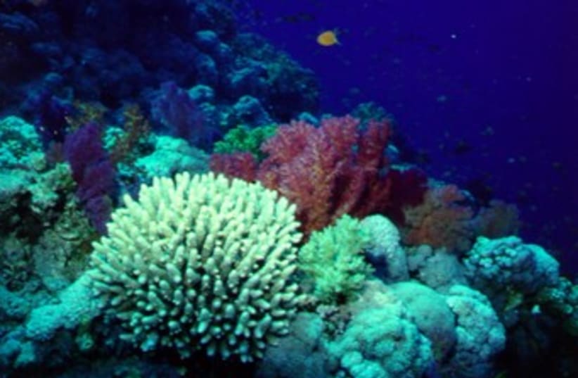 Coral reefs in the Gulf of Aqaba (photo credit: Prof. Amatzia Genin, The Hebrew University)