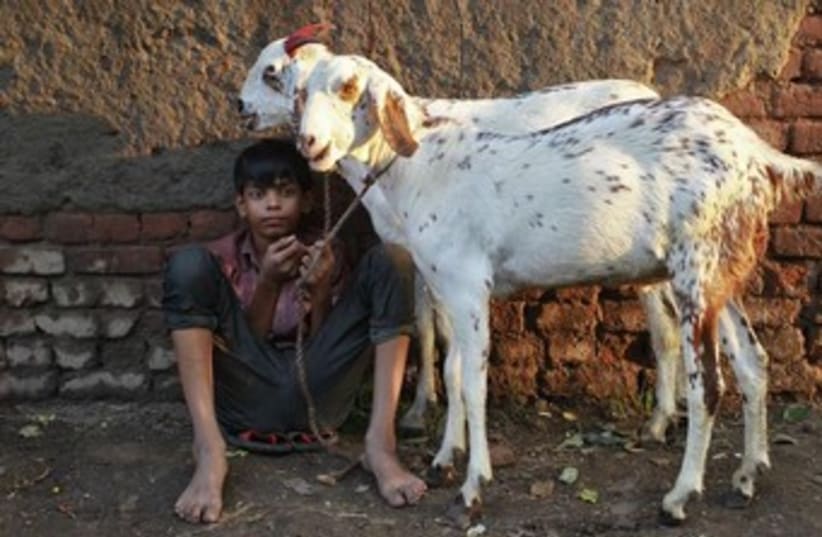 Goats 370 (photo credit:  REUTERS/Anindito Mukherjee)