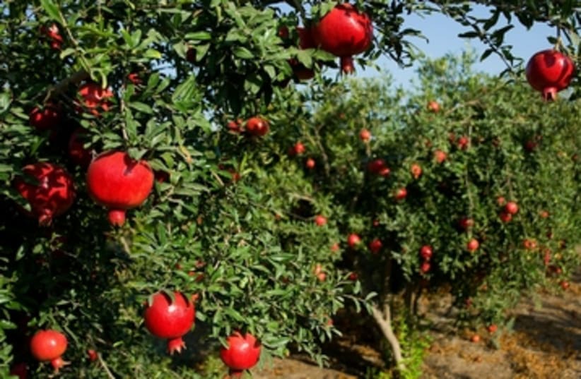 An abundance of ripe fruit hangs from trees in an orchard (photo credit: Yehoshua Halevi)