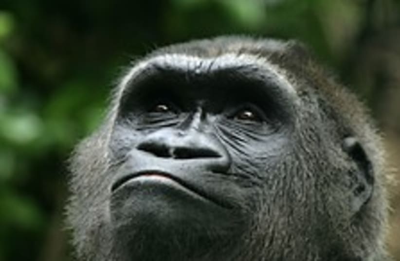 gorilla 224.88 (photo credit: Courtesy Great Ape Project)