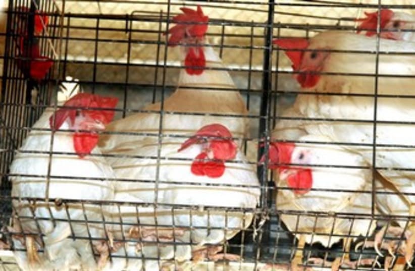 Chickens (photo credit: courtesy of Anonymous for Animal Rights)