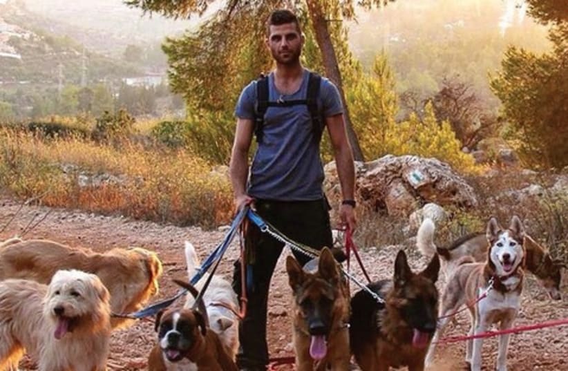 man walking lots of dogs 521 (photo credit: courtesy)