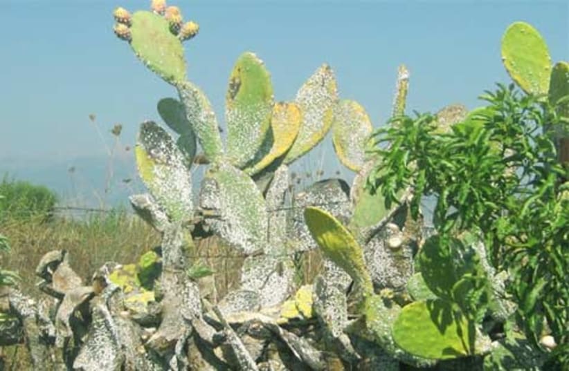 The prickly pear cactus is endangered (photo credit: Professor Zvika Mendel, The Volcani Center)