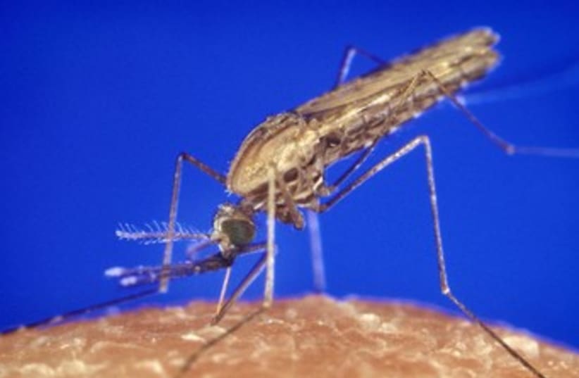 Malaria mosquito. [File] (photo credit: Wikimedia Commons)