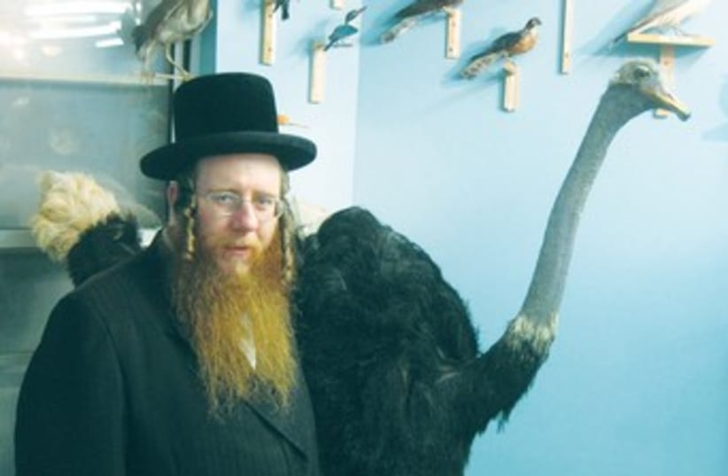 A HASSIDIC man stands in front of a stuffed ostrich  (photo credit: Courtesy)