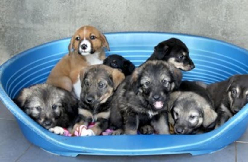 Abandoned puppies. (photo credit: Courtesy SPCA )