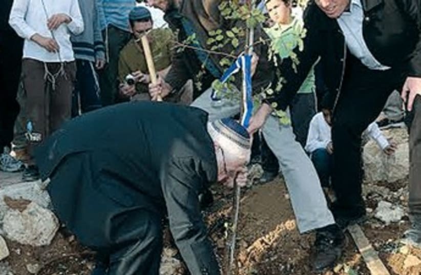 Kiryat Arba chairman Malachi Levinger plants tree, January 15, 2014 (photo credit: MARC ISRAEL SELLEM/THE JERUSALEM POST)