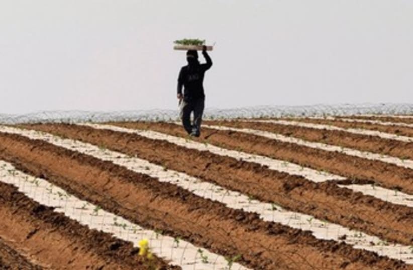 A THAI laborer works in a watermelon field near Sderot (photo credit: REUTERS)