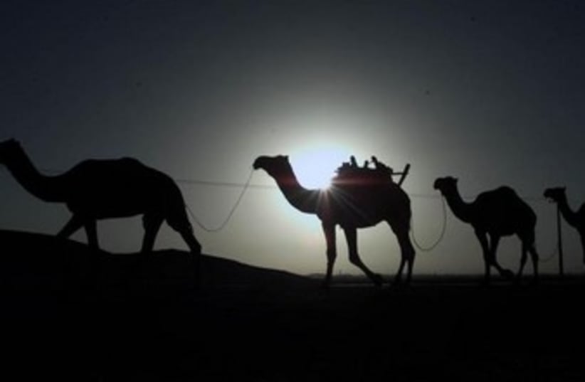 Camels [Illustrative] (photo credit: REUTERS)