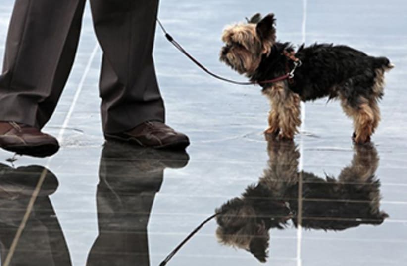 Dog is walked on leash (photo credit: REUTERS)