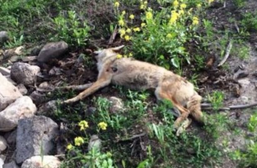 Dead wolf near Tiberias, March 6, 2014 (photo credit: YOSSI OKNIN)