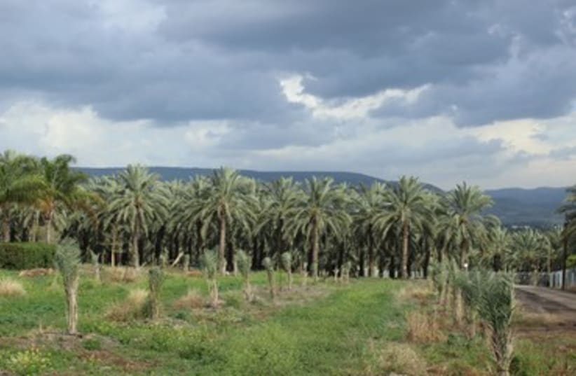 Le Kibboutz Kinneret est spécialisé dans la culture des palmiers dattiers (photo credit: MILKA KAHN)