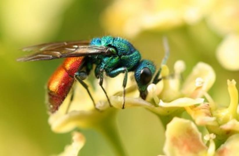 Jewel wasp. (photo credit: Wikimedia Commons)