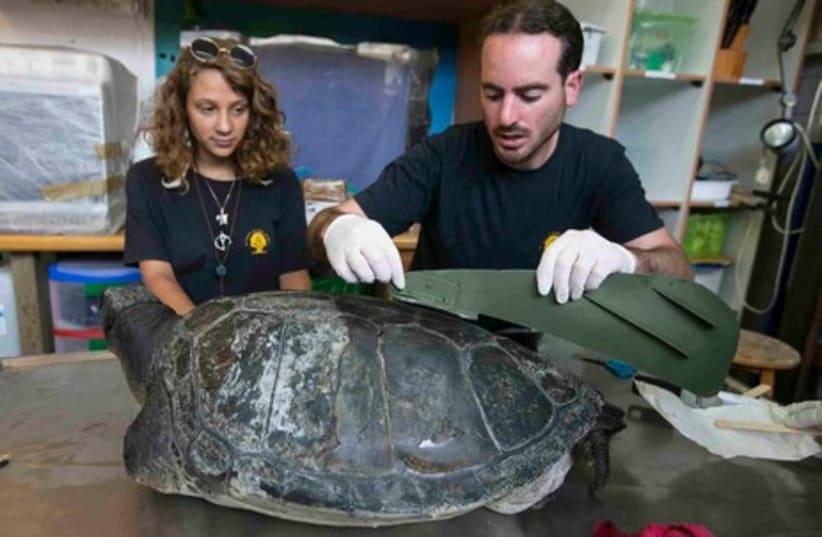 Artificial fin put on Hofesh the turtle (photo credit: REUTERS)