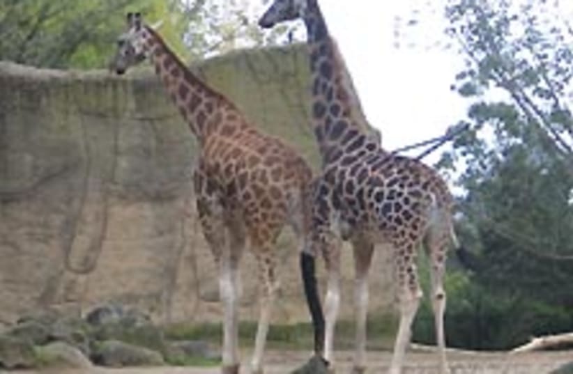 giraffes 224.88 (photo credit: Ariel Jerozolimki)