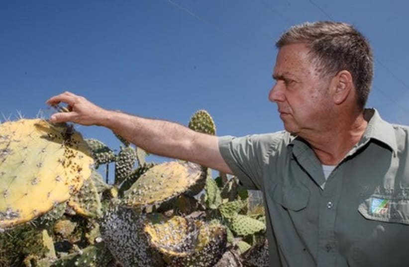 Chief Forester of KKL-JNF, David Brand scattering the "Cryptolaemus montrouzieri" beetles over the infected prickly pear cactus plant in Northern Israel. (photo credit: ANCHO GOSH/GINI)