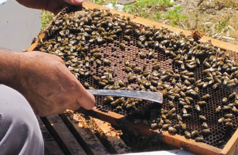 Honeybee population is in trouble, with a myriad of problems causing their decline. (photo credit: ERIN PHILIPS)
