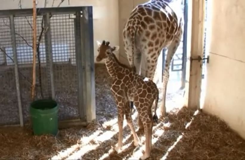 Jengo the giraffe as a calf.  (photo credit: YOUTUBE SCREENSHOT)