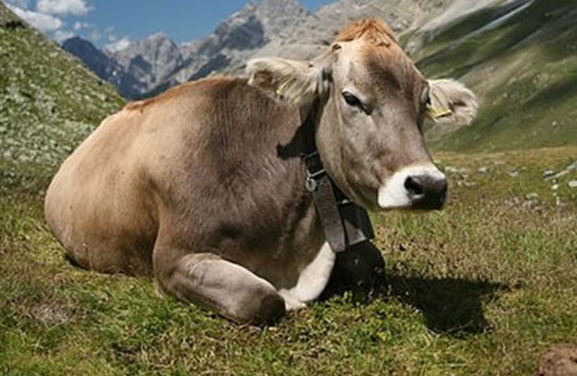 Cattle (photo credit: Wikimedia Commons)